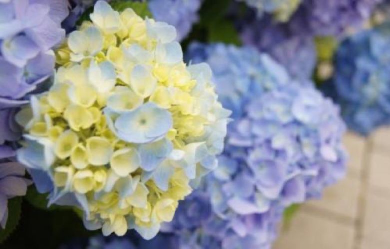 草木皆兵，疫情之下的农场主们