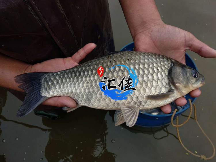 中科三号鲫鱼生长速度对照表,鲫鱼苗中科三号和中科五号哪个好