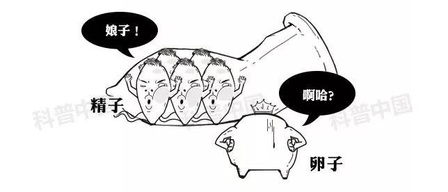 正经科普！避孕药在体内究竟经历了什么…