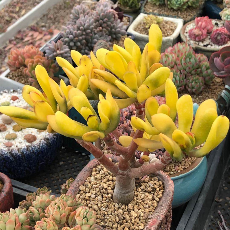 多肉洛神叶片化水怎么回事,白凤多肉闷着了想化水怎么办