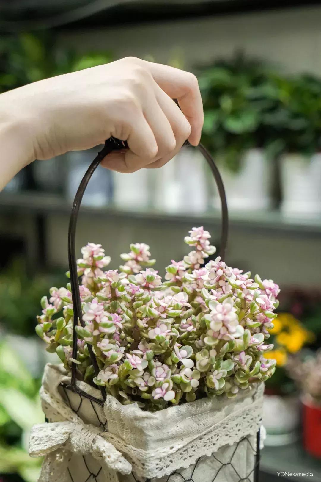 武汉哪个市场鲜花最便宜,武汉最便宜的鲜花批发市场