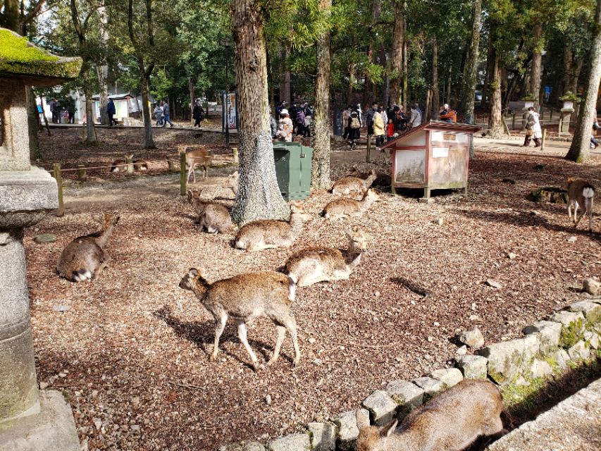 如果你今生只想去一次日本，千万别跟我一样，报这样的旅行团五