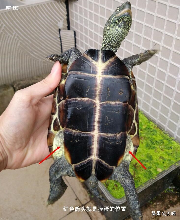 养龟小技巧巴西龟,新手养巴西龟最简单的方法