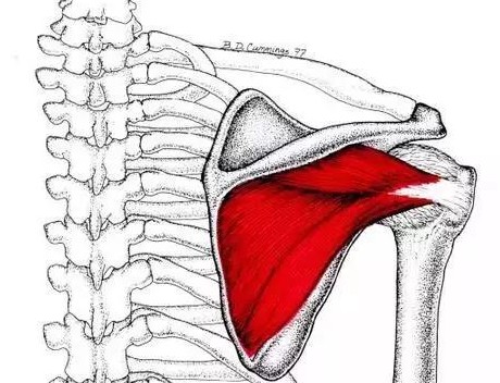 中医怎么看肩膀冈上肌疼痛,肩膀冈上肌疼痛