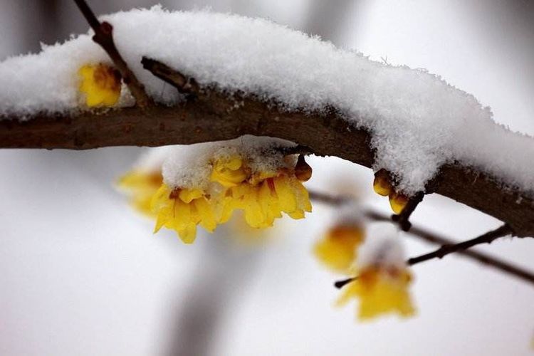 秋韵温柔岁月，冬情惊艳时光