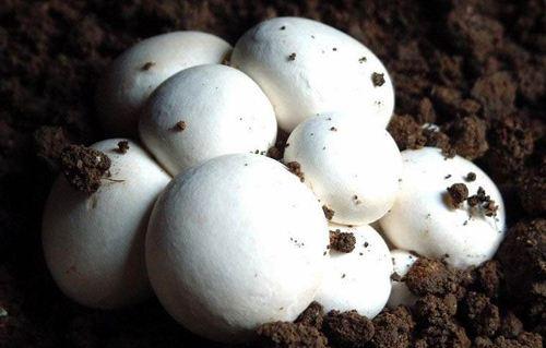 双孢菇菌种培养方法视频,双孢菇料进棚后二次发酵过程