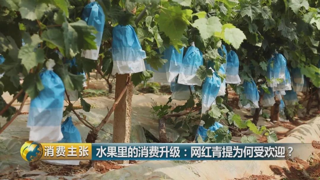 阳光玫瑰葡萄水果中爱马仕,阳光玫瑰葡萄有多贵