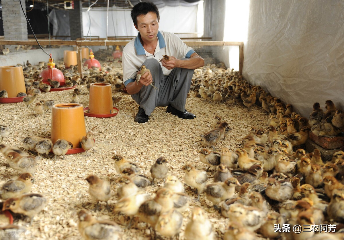 家禽用黄芪多糖的功效与作用,黄芪多糖对家禽的功效与作用