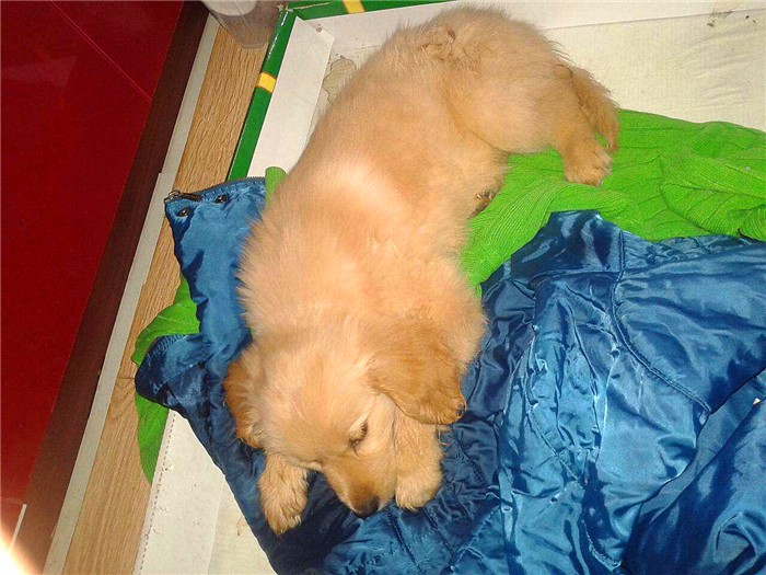 幼犬感染犬细小后并不会变得“又细又小”,其实犬瘟热才是