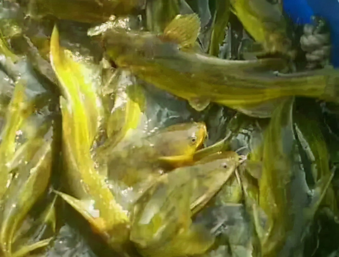 黄颡鱼小瓜虫早期症状,黄颡鱼得了小瓜虫怎样医治