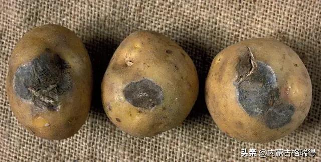 马铃薯豆角病害图谱,马铃薯病害图谱大全