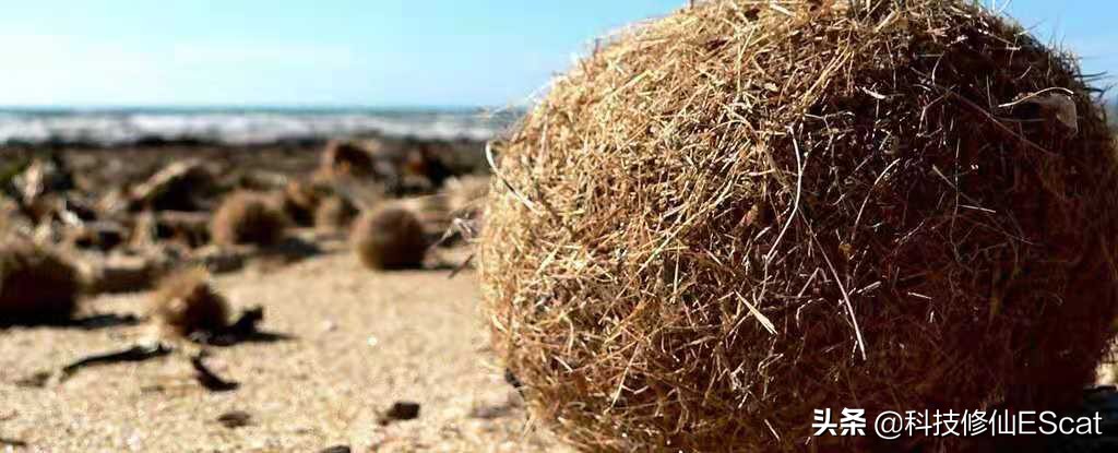 神秘海洋里边的海草怎么修复,神秘海草