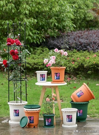 月季新手种植教程,购苗、修剪、施肥、浇水、喷药,手把手教你