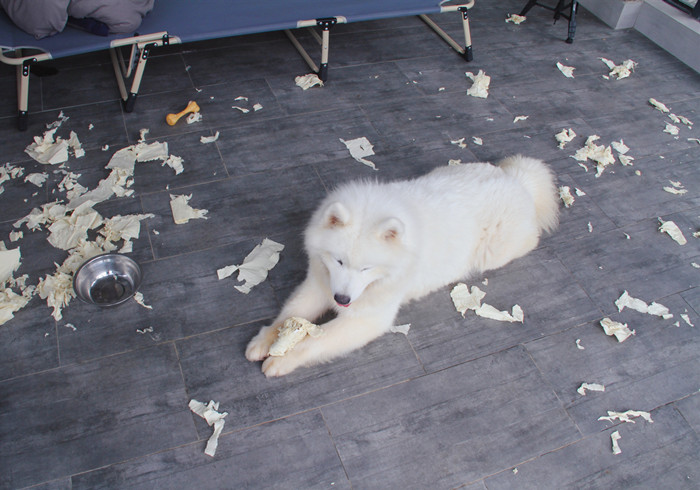 小狗牙齿不小心掉了还能长出来吗,狗狗牙齿意外掉了会长新牙吗