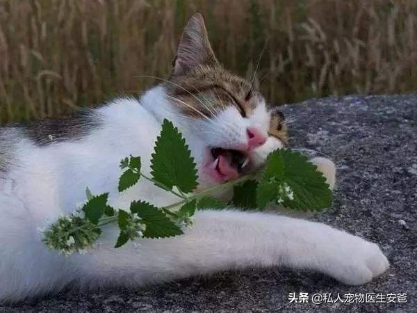 猫肠胃炎用庆大霉素,猫肠胃炎要花多少钱