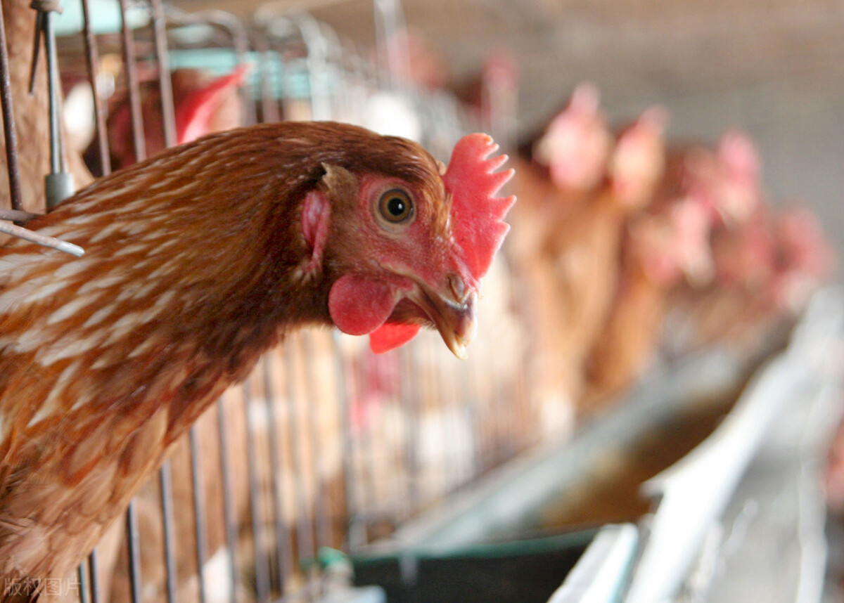 光照在蛋鸡养殖中的合理应用