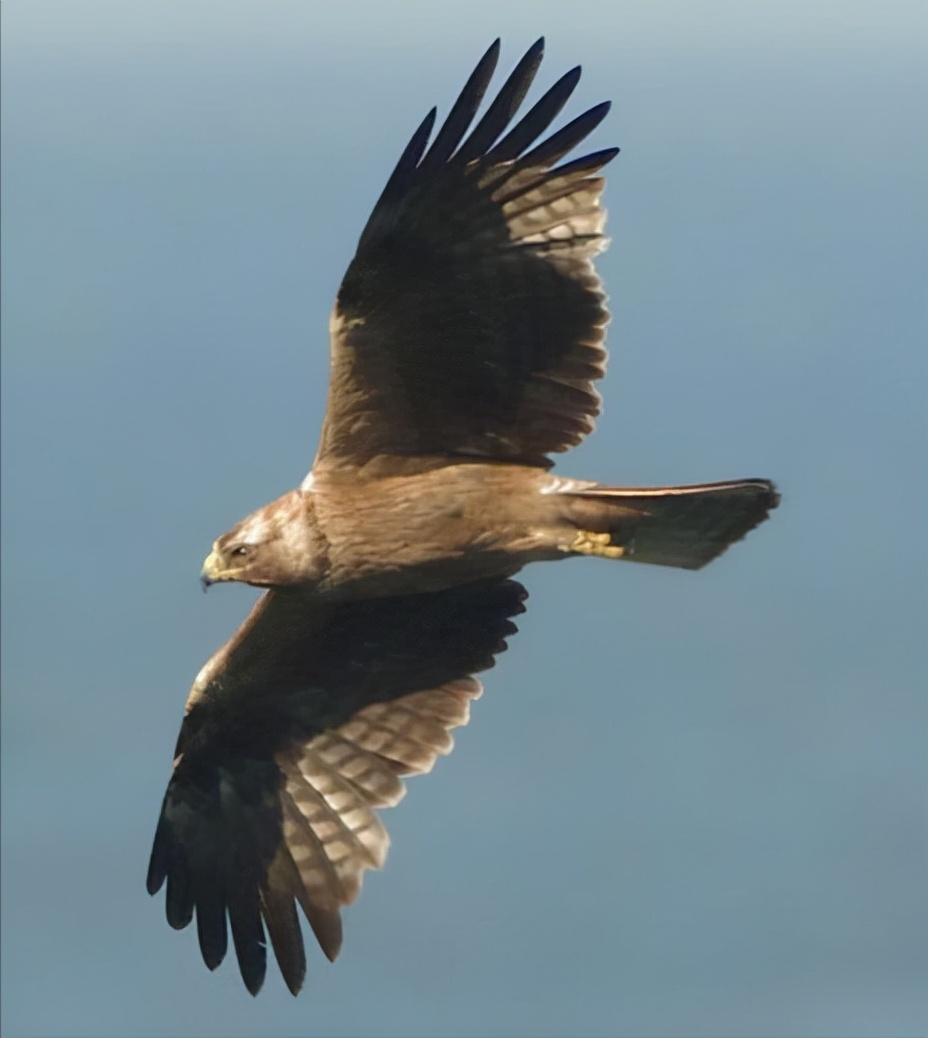 东江揽胜:收集常见鸟类图谱之猛禽篇,摄鸟人自留地,建议收藏