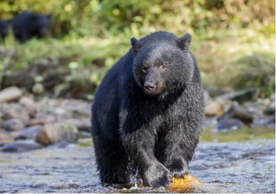 熊出没惊现东北虎下集,野生黑熊遇东北虎