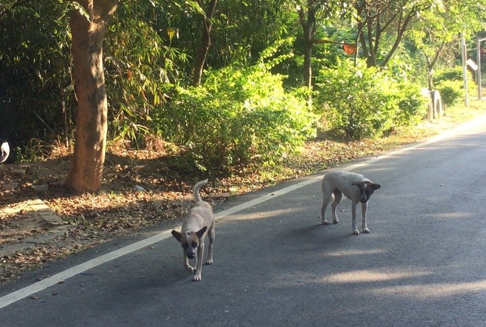 流浪狗受伤了怎么办求助什么部门,可怜的流浪狗终于得到救治
