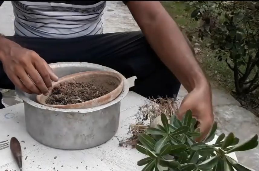 把普通的沙漠玫瑰养成盆景,怎样把沙漠玫瑰的桩养得更漂亮