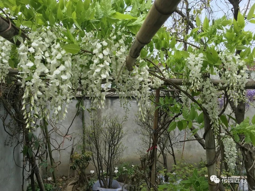 紫藤花开不负春光不负卿什么意思,紫藤花开岁月静好