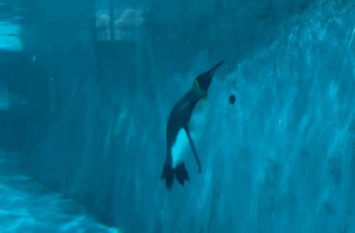 小梅沙海洋世界游玩要买票吗,小梅沙海洋世界套票2021