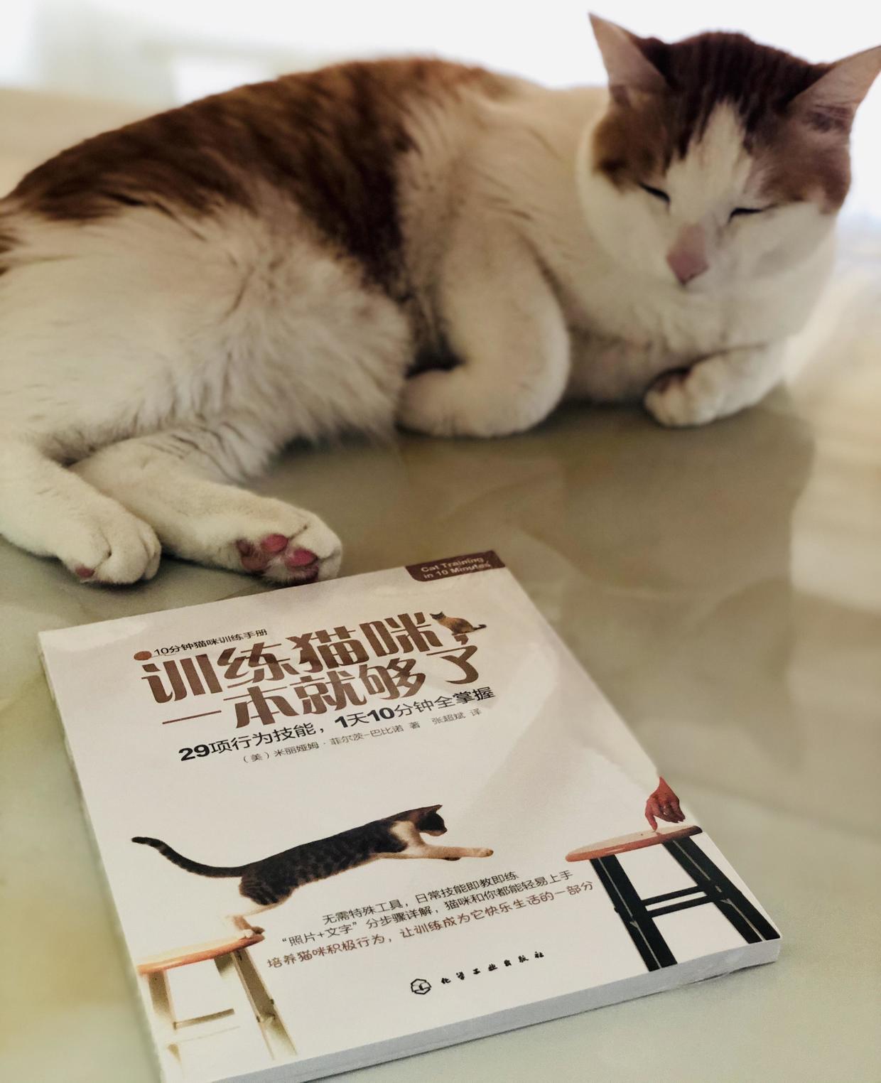 训练猫咪的100种方法,训练猫咪的基本方法和注意事项