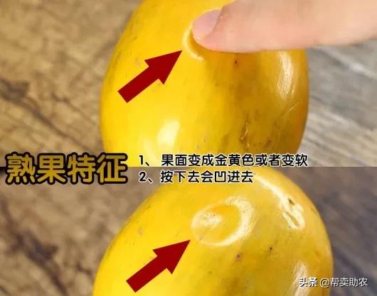 闀垮湪鏍戜笂鐨勭孩钖浮铔嬫灉,闀垮湪鏍戜笂鐨勯浮铔嬫灉