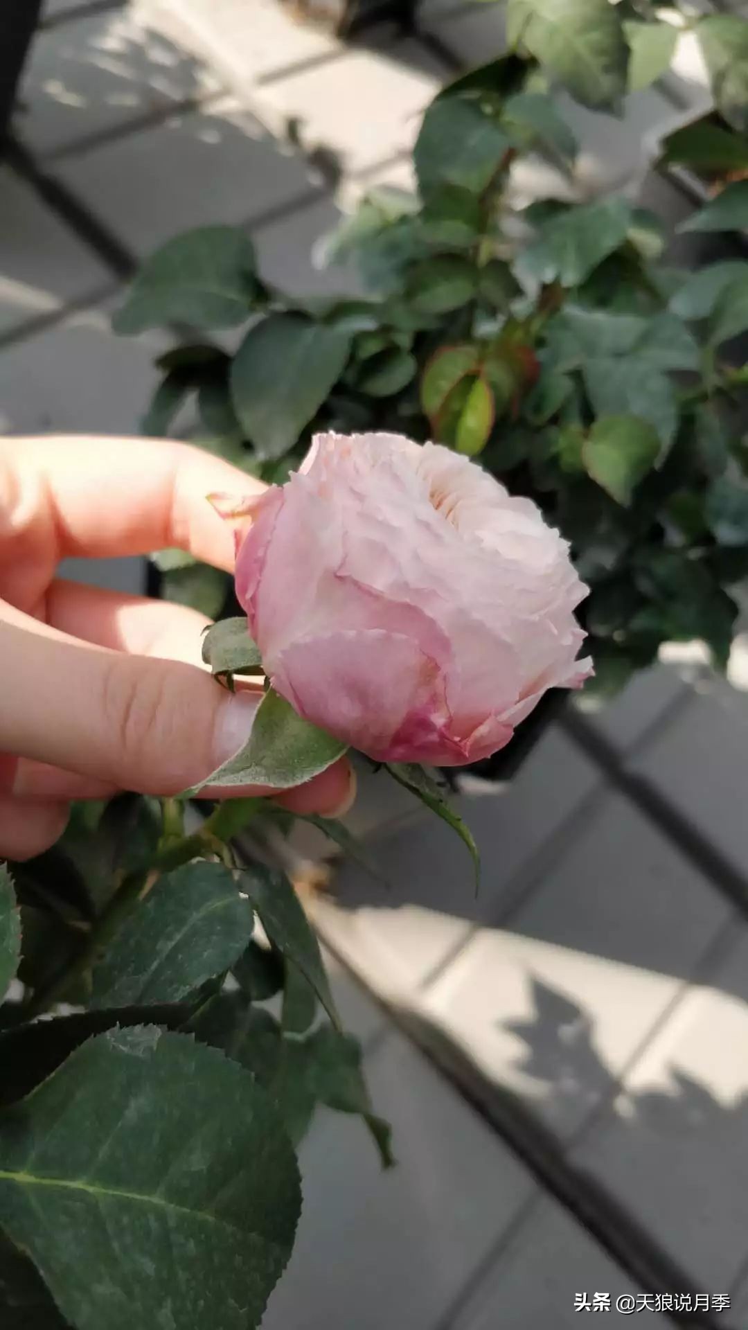 都说“最美人间四月天”，应该就是月季开花的模样吧！