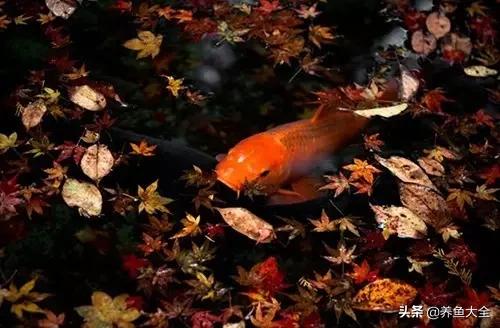 锦鲤春夏养秋冬赏,谈谈锦鲤的春夏秋冬那些事