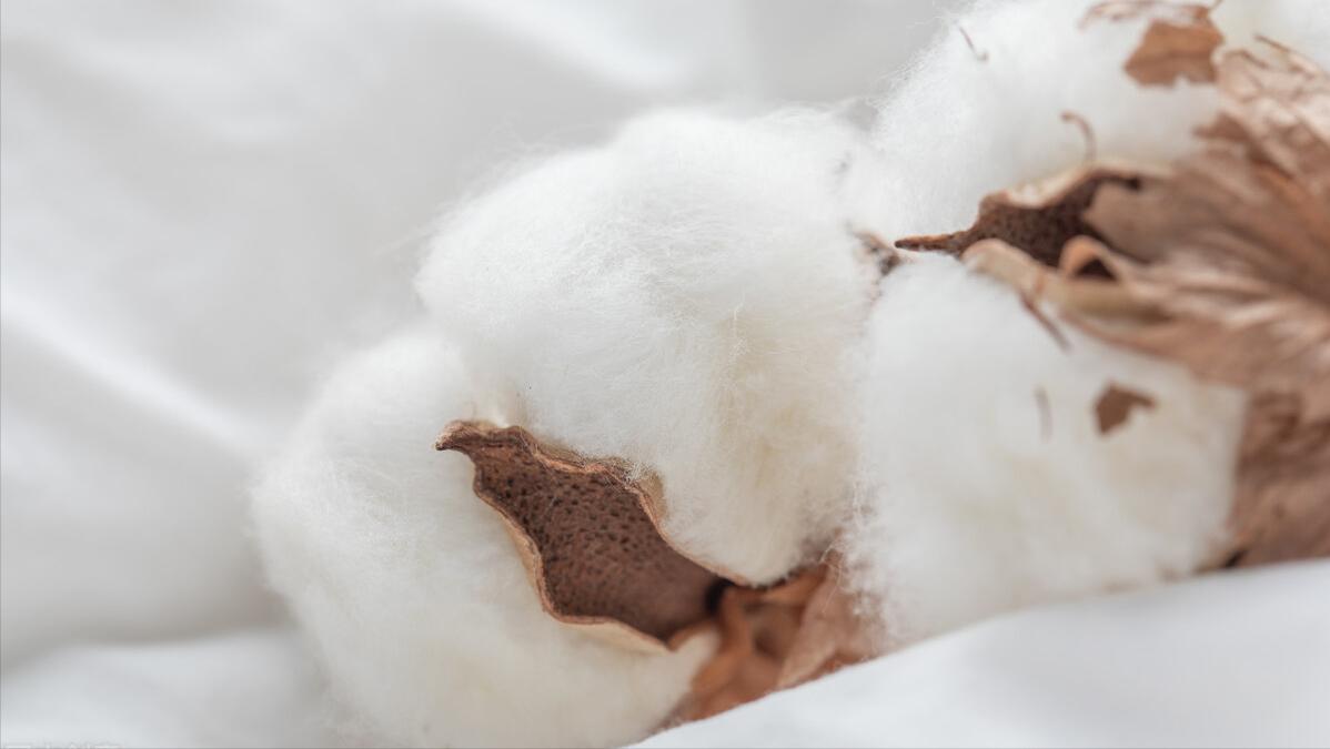 纯棉不缩水方法,如何让纯棉织物大幅缩水