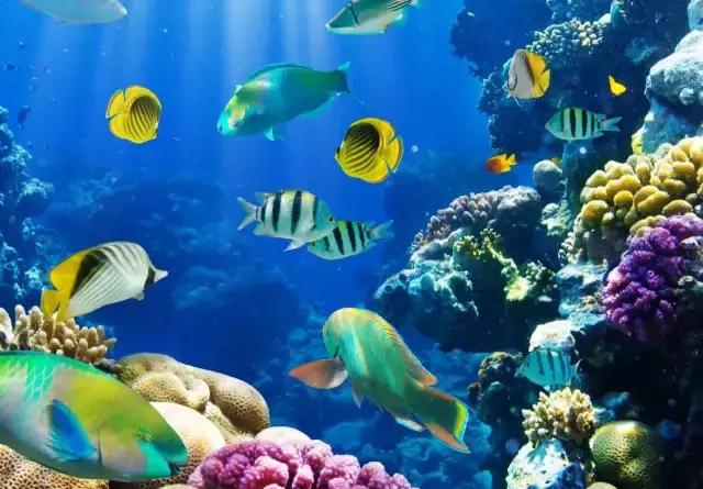 全球惊艳的10个海底世界，看到第一个就想出发！