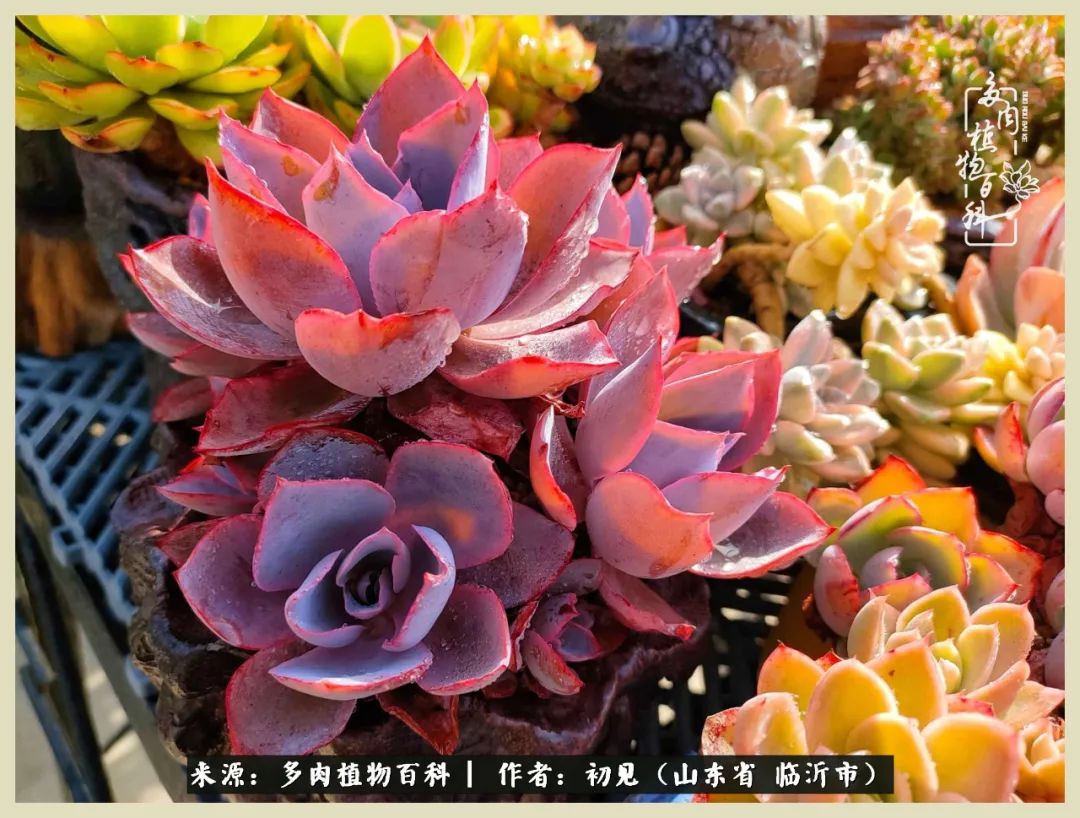 和多肉植物相伴,和多肉相处的心情