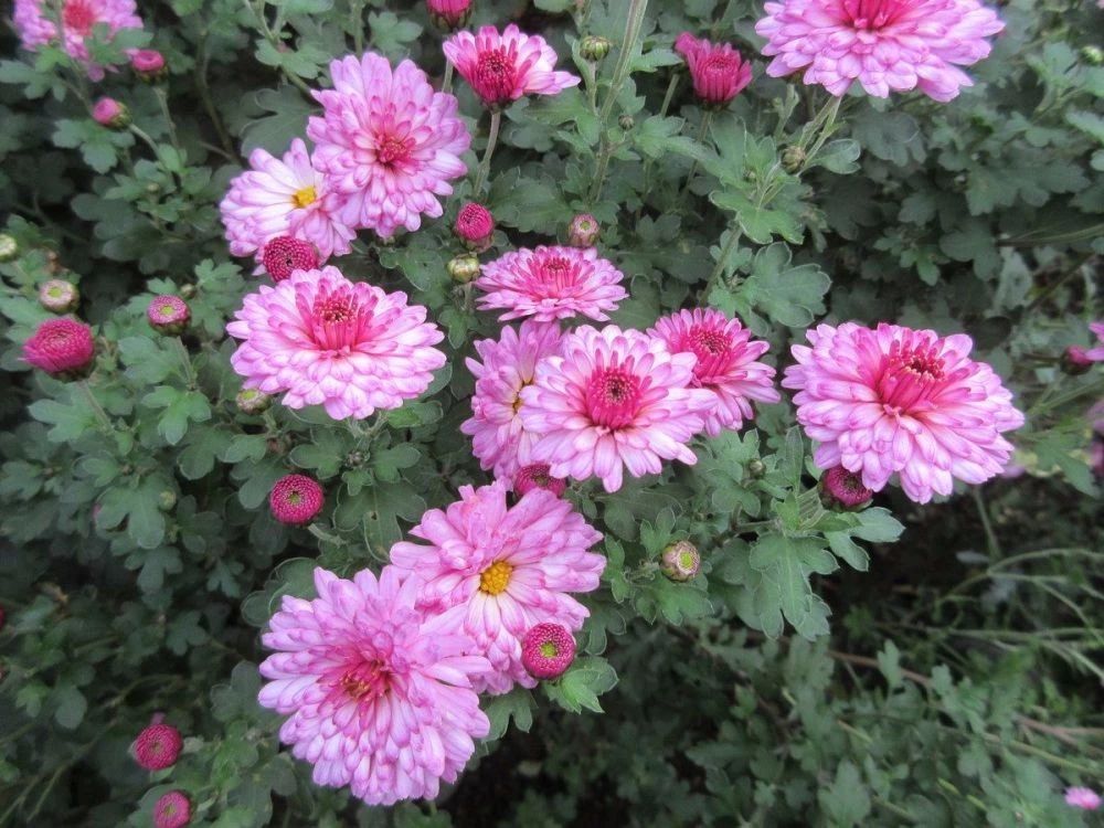 花期过后的盆栽菊花怎么养护,年后盆栽菊花开败还可以复花吗