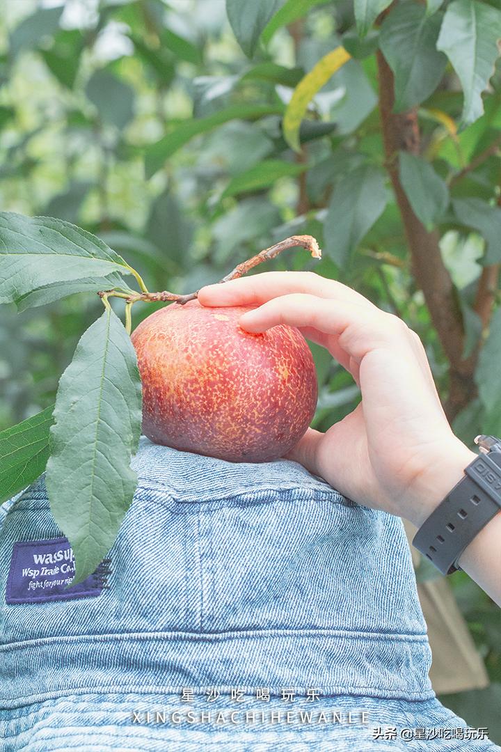 长沙小水果之乡,湖南长沙宝藏打卡地