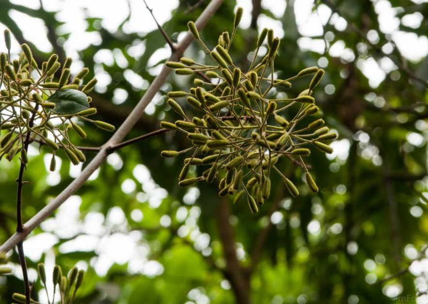 捕鸟树“杀鸟为乐”,忘记传播种子,被进化带偏的物种有多可怕?