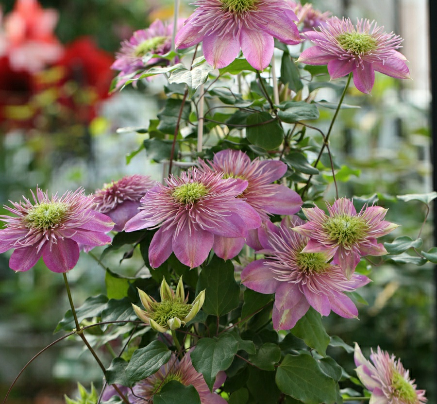 铁线莲花苞被虫子吃了,铁线莲花瓣被虫吃了怎么办