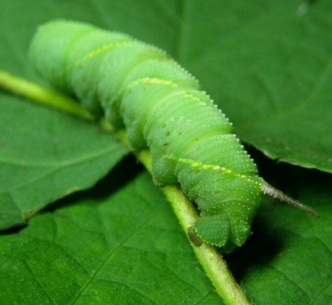 童年记忆里的小虫子,儿时的记忆夏天的风