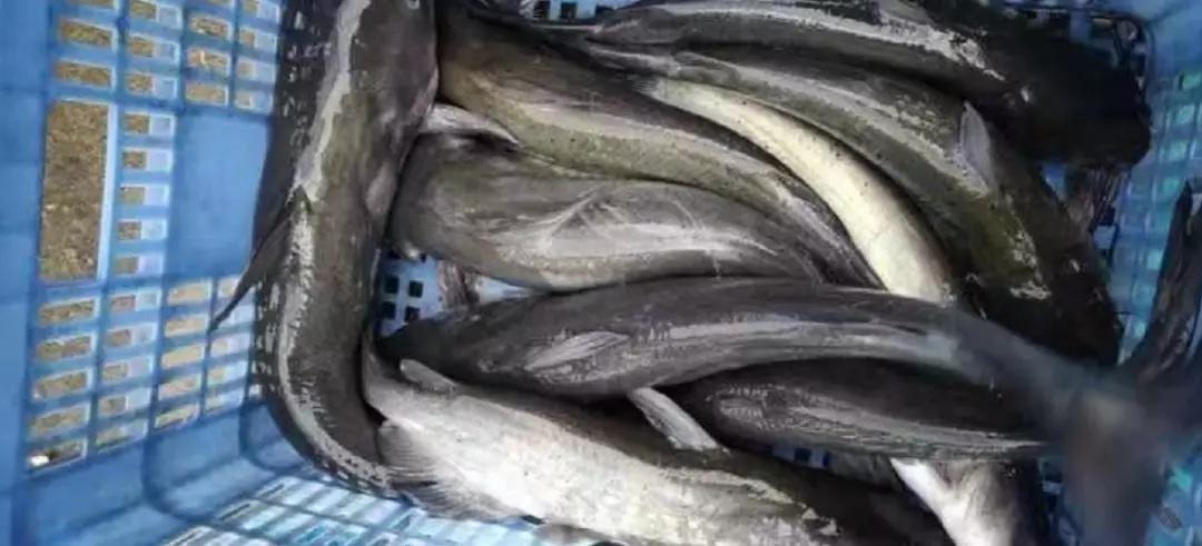 养殖什么鱼不用喂还能长大,养殖鱼长得快的秘密