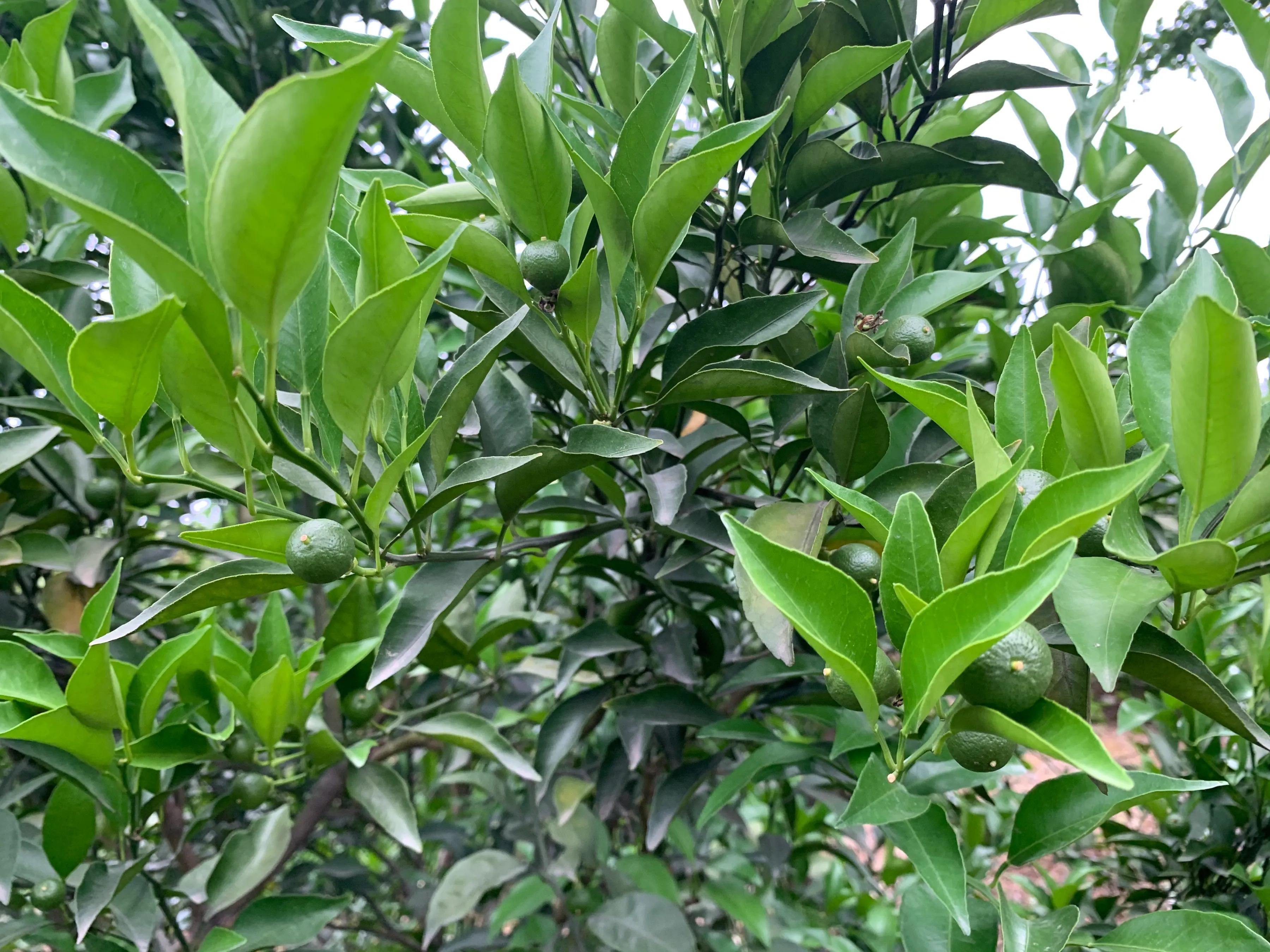 柑橘流胶病和树脂病的区别,柑橘溃疡病树脂病用什么杀菌剂