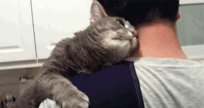 与陌生的猫接触,两只不认识的猫咪相遇会发生什么