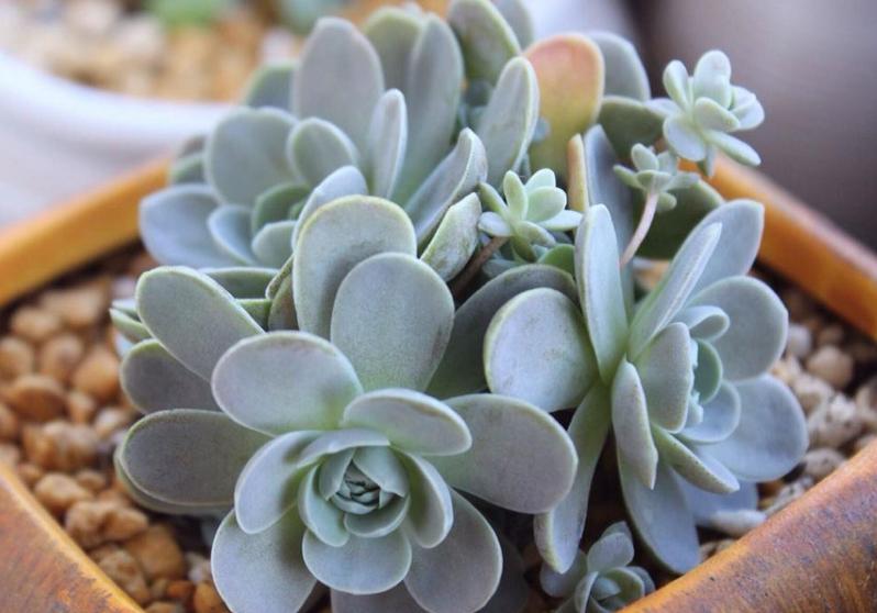 多肉芽点不爆侧芽怎样处理,多肉怎么爆侧芽不用药