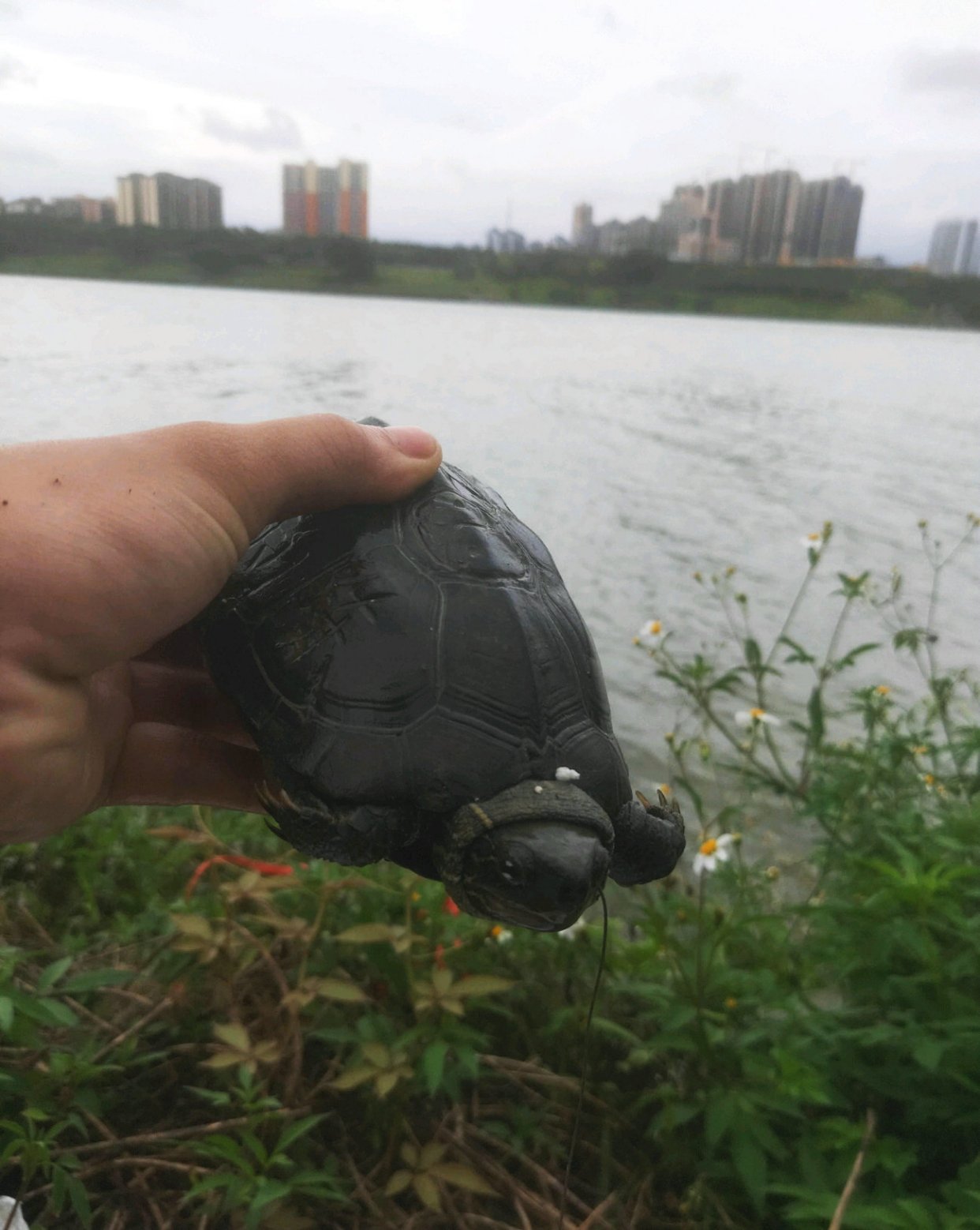 南宁钓友钓了只墨龟,背上刻了“宁莉陈”三个字,钓友:想养起来