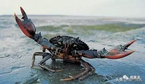 各国海鲜大盘点,今年过年最值得入手的海鲜