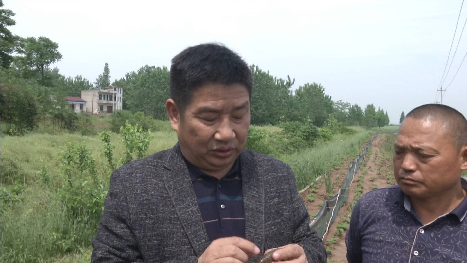 养虾一个月出现空肠死虾怎么回事,虾池出现整条死虾是什么原因