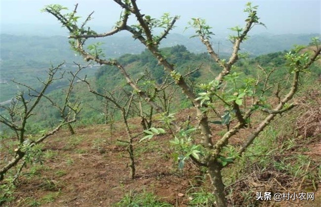 花椒采摘的最佳方法,农村的花椒树难种