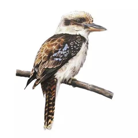 画鸟彩铅教程,画鸟彩铅