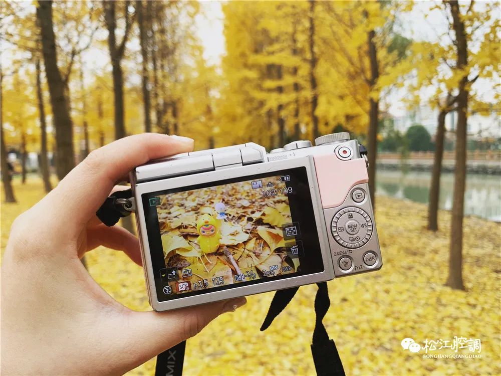 松江佘山辰山植物园一日游攻略,松江方塔园哪好玩