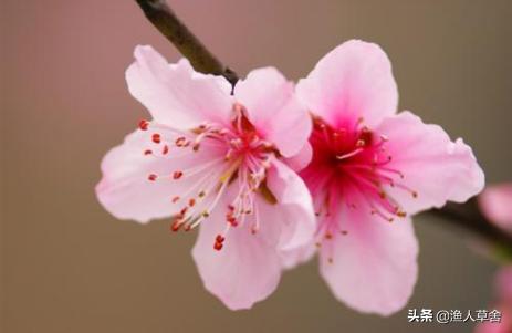 桃子成熟了怎么管理,桃子个头长小怎么办