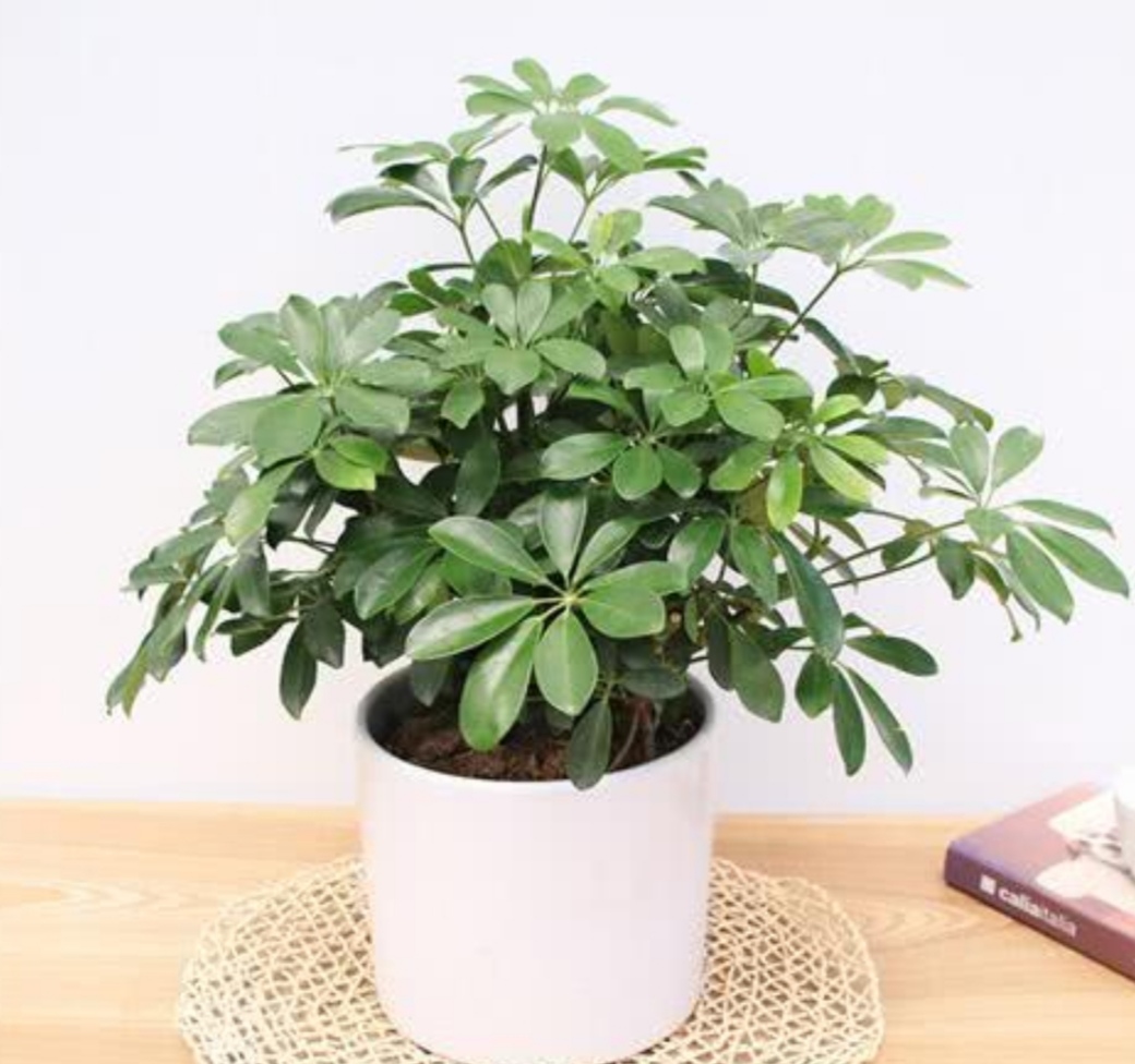 十种可以净化空气的植物,能净化空气又开花好看的室内植物